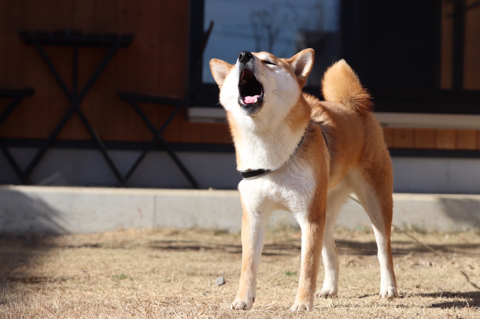 他人、他犬への吠え等が気になる