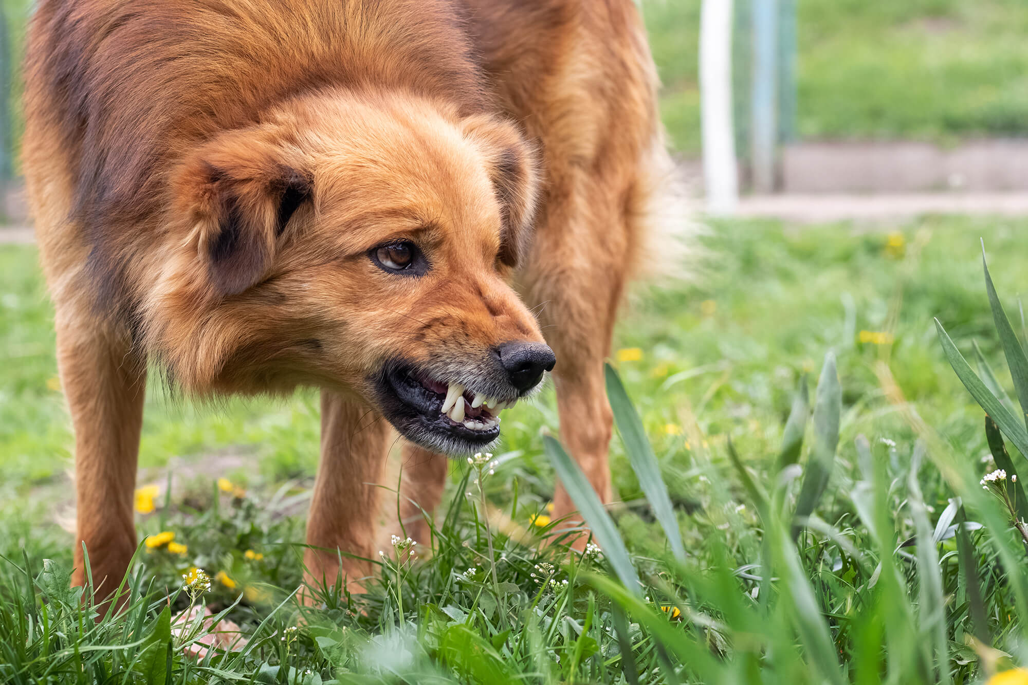 人や犬に対して怒る、噛もうとする